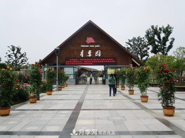中國十大月季園盤點！賞月季不能錯過(圖3)