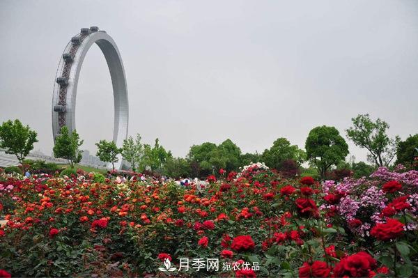 中國十大月季園盤點！賞月季不能錯過(圖9)