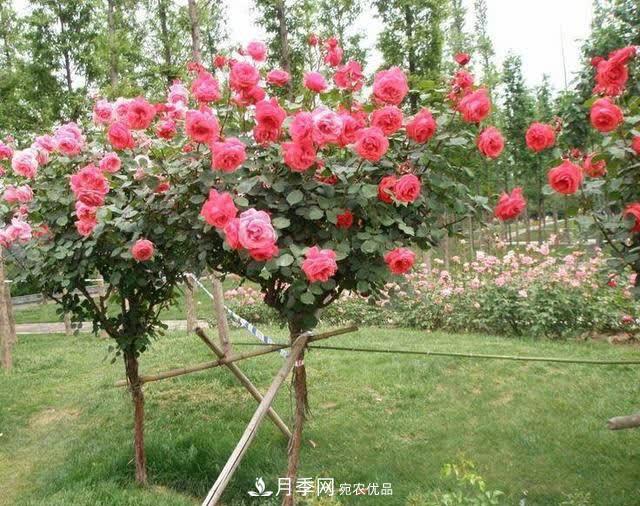 怎樣能讓自己的月季扦插苗養(yǎng)活且壯？(圖1)