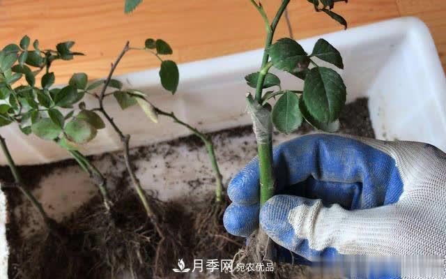 怎樣能讓自己的月季扦插苗養(yǎng)活且壯？(圖3)