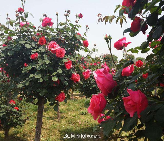 南陽(yáng)樹(shù)狀月季，大花月季，基地直銷，貨源充足，推薦南陽(yáng)月季(圖3)