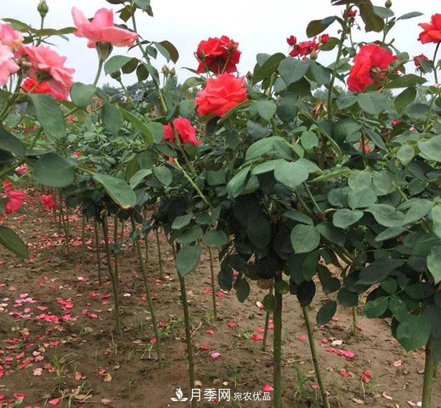 南陽(yáng)樹(shù)狀月季，大花月季，基地直銷，貨源充足，推薦南陽(yáng)月季(圖4)