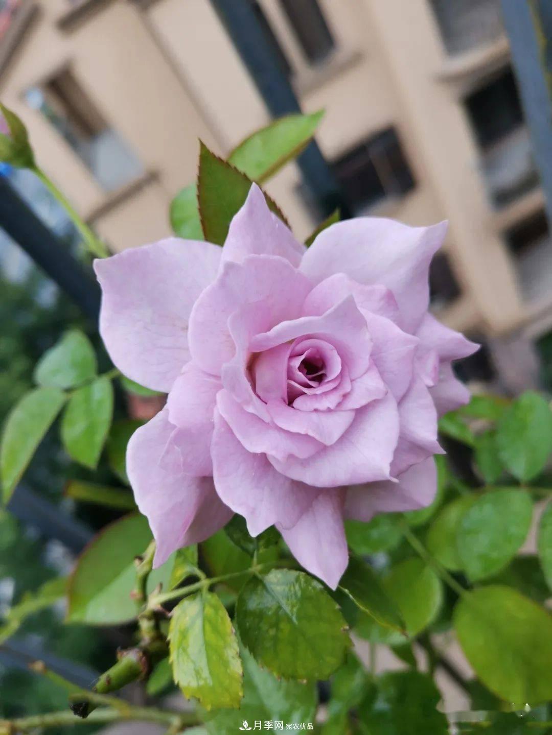 5種藍色網(wǎng)紅月季，你見過幾種？(圖9)