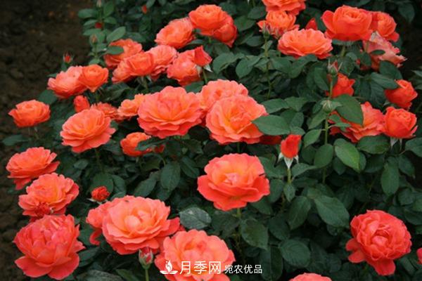 月季網(wǎng)帶你認(rèn)識(shí)大花月季與豐花月季， 你喜歡哪一種？(圖2)