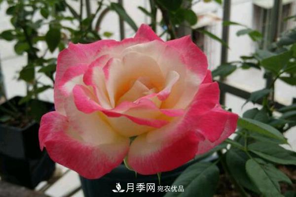 月季網(wǎng)帶你認(rèn)識(shí)大花月季與豐花月季， 你喜歡哪一種？(圖1)