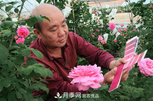北京月季專家俞紅強： 不僅育月季新品，還要育月季產(chǎn)業(yè)(圖1)