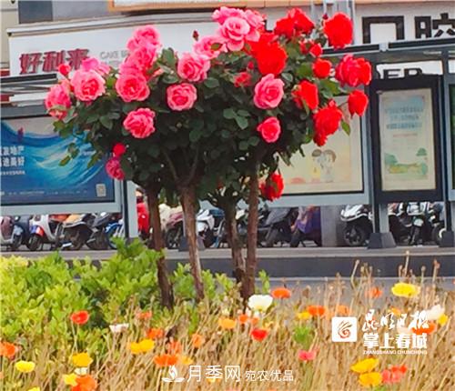 樹狀月季很養(yǎng)眼，云南昆明上萬株高稈月季熱情綻放(圖2)