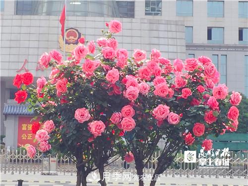 樹狀月季很養(yǎng)眼，云南昆明上萬株高稈月季熱情綻放(圖3)