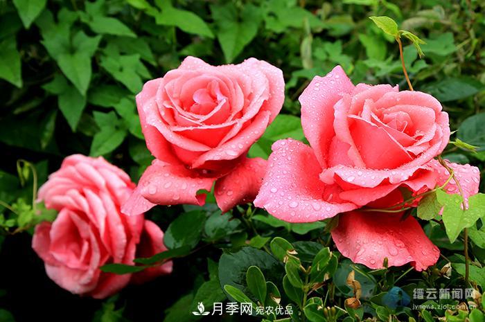浙江縉云月季盛開迷人眼(圖集)(圖1)