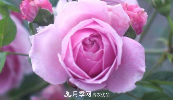 歐月月季有哪些必買的品種？(圖1)