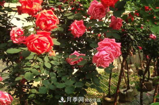 綠化種植后，月季樹還會長粗嗎？(圖3)