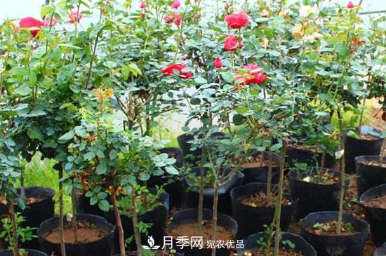 綠化種植后，月季樹還會長粗嗎？(圖2)