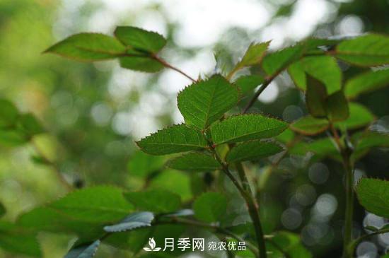 月季長綠色蚜蟲怎么辦？(圖1)