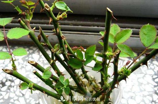 灌木月季養(yǎng)護(hù)需要修剪嗎？(圖1)