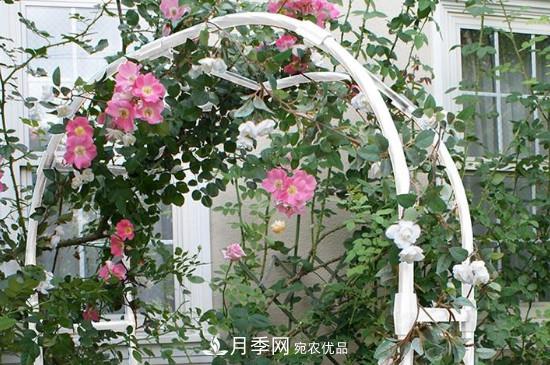 灌木月季可以用來做拱門造型嗎？(圖1)