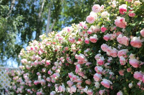 灌木月季可以用來做拱門造型嗎？(圖2)