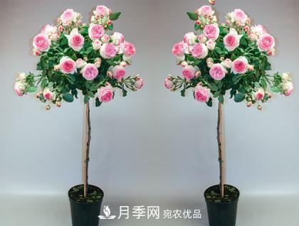 用野生薔薇嫁接灌木月季，能不能養(yǎng)成樹狀月季？(圖2)