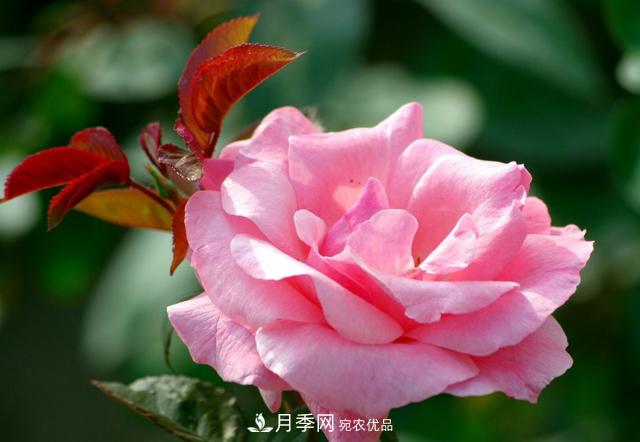 月季花怎樣扦插？現(xiàn)在的季節(jié)合適嗎？(圖1)