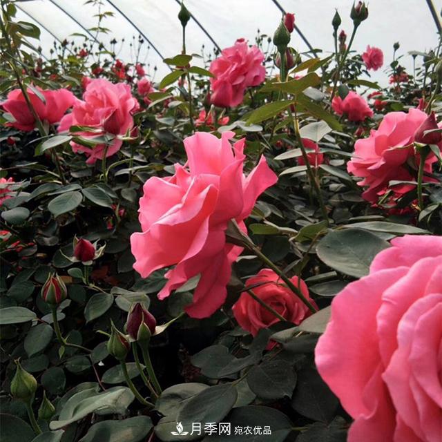 綠化工程必備，美麗的樹狀月季(圖2)
