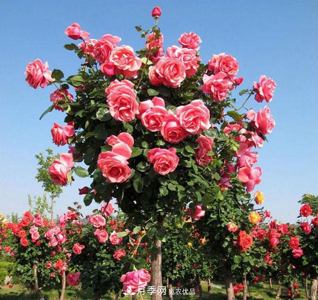 怎么養(yǎng)護(hù)月季樹(shù)？開(kāi)花朵朵不倒伏，了解這幾點(diǎn)(圖1)