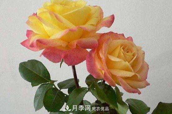 變色月季品種有哪幾個？(圖3)