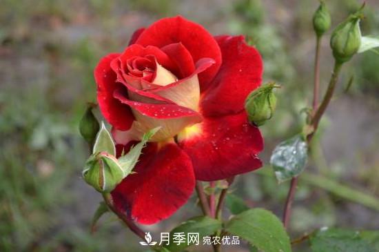 變色月季品種有哪幾個？(圖4)