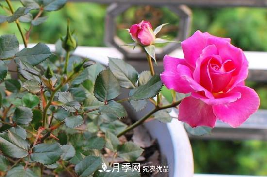 變色月季品種有哪幾個？(圖2)