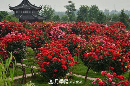 月季之鄉(xiāng)，南陽月季基地在哪里？(圖1)
