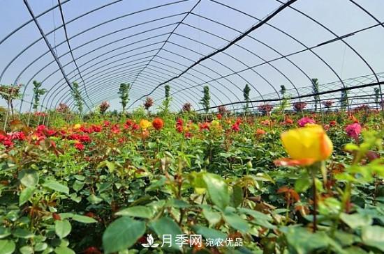 月季之鄉(xiāng)，南陽月季基地在哪里？(圖2)