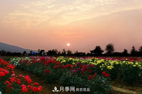 月季之鄉(xiāng)，南陽月季基地在哪里？(圖3)