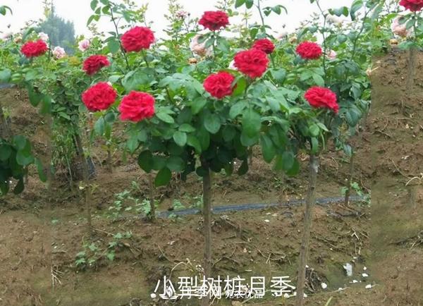 小型樹樁月季，小月季樹批發(fā)價(jià)格(圖2)