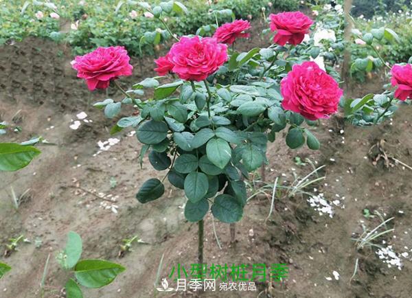 小型樹樁月季，小月季樹批發(fā)價(jià)格(圖3)