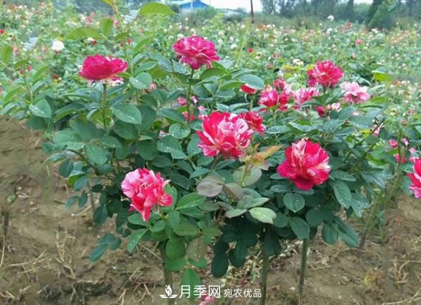 小型樹樁月季，小月季樹批發(fā)價(jià)格(圖4)