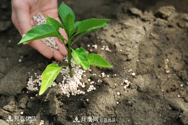 苗木種植成活率控制技術(shù)，及種植前的準(zhǔn)備工作(圖6)