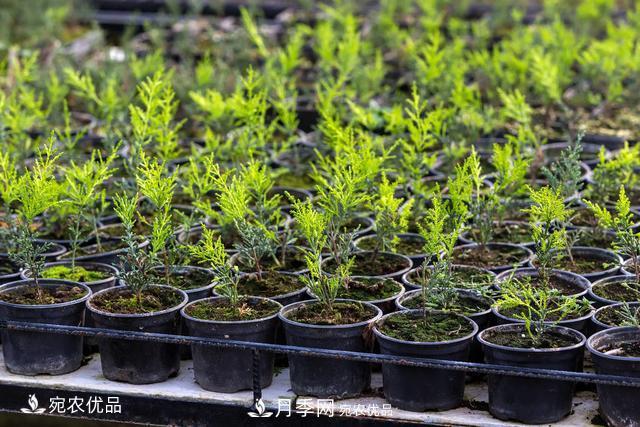 苗木種植成活率控制技術(shù)，及種植前的準(zhǔn)備工作(圖5)