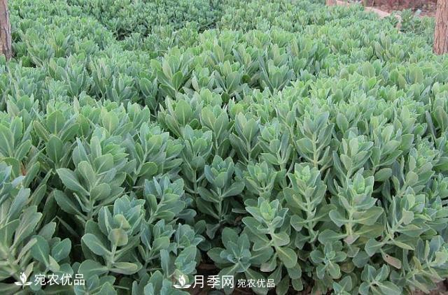 苗木種植成活率控制技術(shù)，及種植前的準(zhǔn)備工作(圖1)