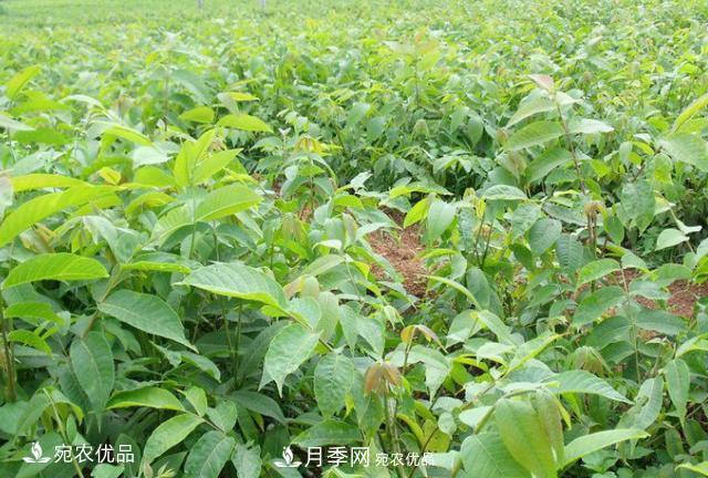 苗木種植成活率控制技術(shù)，及種植前的準(zhǔn)備工作(圖2)