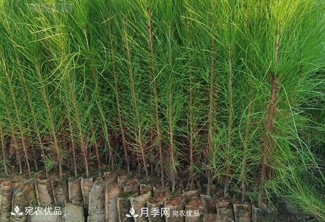 北方園林需求旺盛，分享大規(guī)格容器苗木培育技術(shù)以及管理方法(圖3)