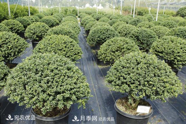 北方園林需求旺盛，分享大規(guī)格容器苗木培育技術(shù)以及管理方法(圖7)