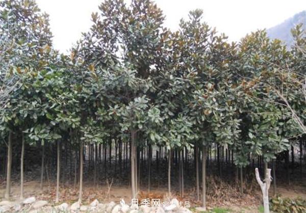 南陽哪家基地紅玉蘭紫玉蘭價(jià)格便宜？(圖3)