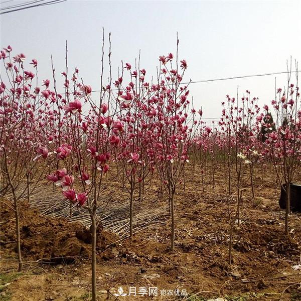 南陽哪家基地紅玉蘭紫玉蘭價(jià)格便宜？(圖2)