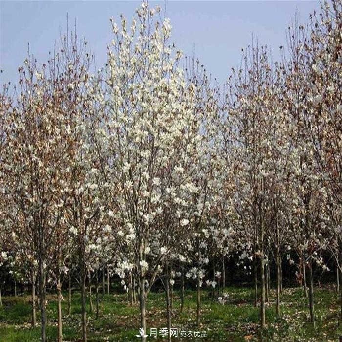 玉蘭之鄉(xiāng)，紫玉蘭紅玉蘭白玉蘭廣玉蘭二喬玉蘭的區(qū)別和價(jià)格(圖3)