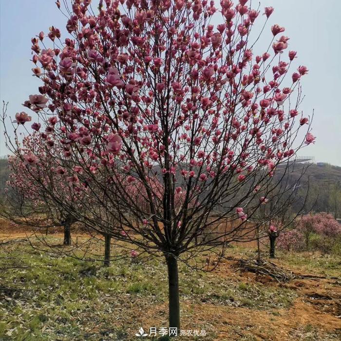 玉蘭之鄉(xiāng)，紫玉蘭紅玉蘭白玉蘭廣玉蘭二喬玉蘭的區(qū)別和價(jià)格(圖1)