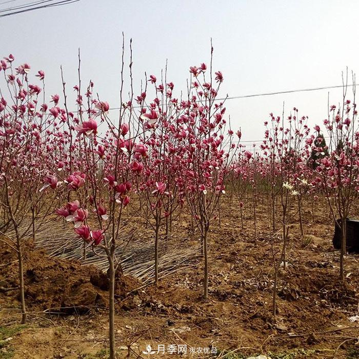 玉蘭之鄉(xiāng)，紫玉蘭紅玉蘭白玉蘭廣玉蘭二喬玉蘭的區(qū)別和價(jià)格(圖2)
