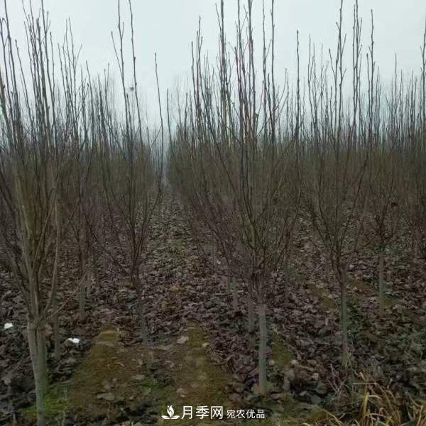 玉蘭之鄉(xiāng)，紫玉蘭紅玉蘭白玉蘭廣玉蘭二喬玉蘭的區(qū)別和價(jià)格(圖5)
