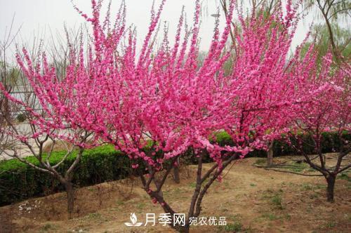 北方種植哪些開花的苗木、花卉比較適合？(圖2)