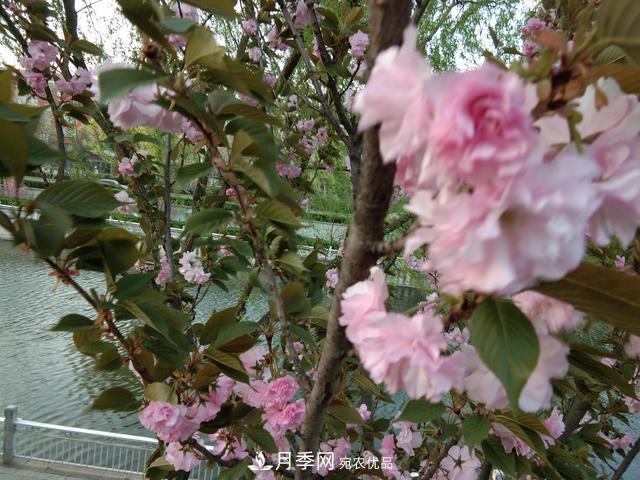 北方種植哪些開花的苗木、花卉比較適合？(圖1)