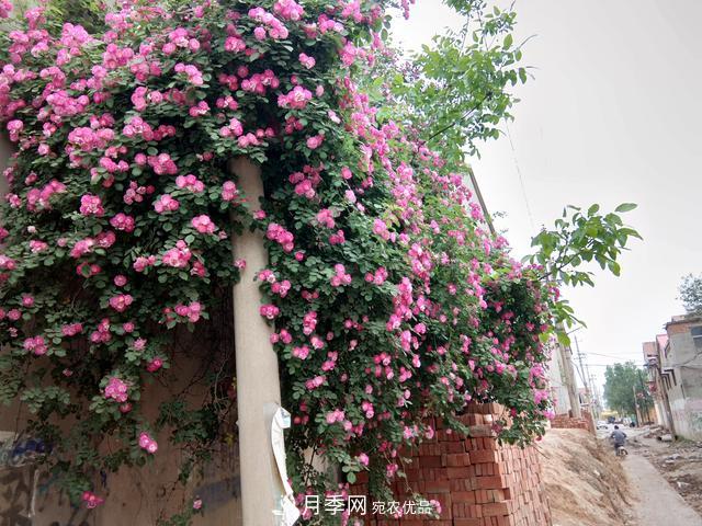 北方種植哪些開花的苗木、花卉比較適合？(圖4)