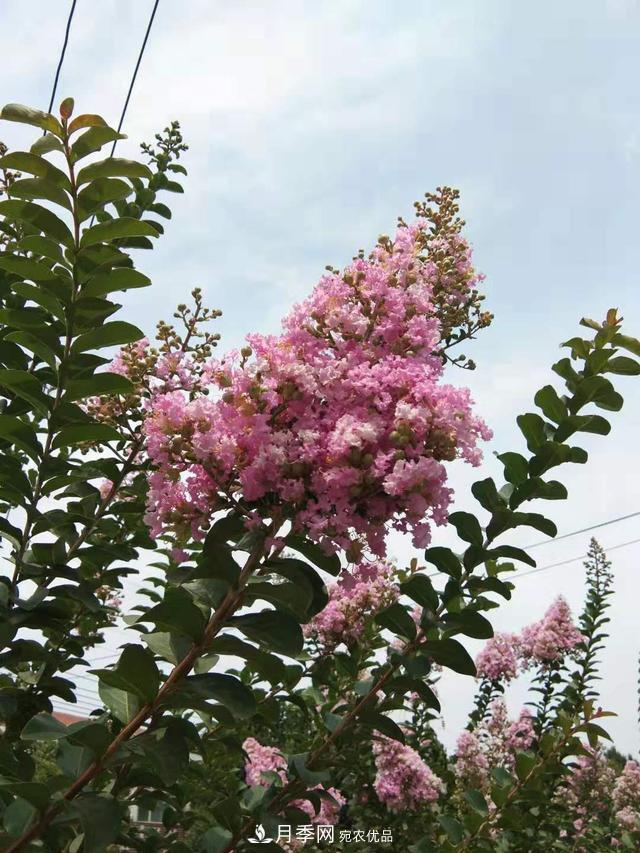 北方種植哪些開花的苗木、花卉比較適合？(圖3)
