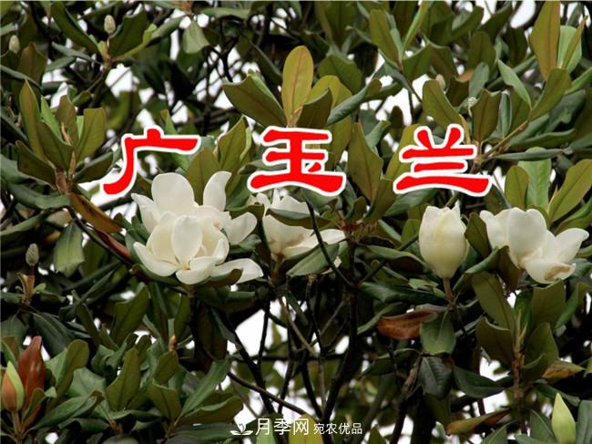 當(dāng)前北方苗木市場行情解析(圖1)